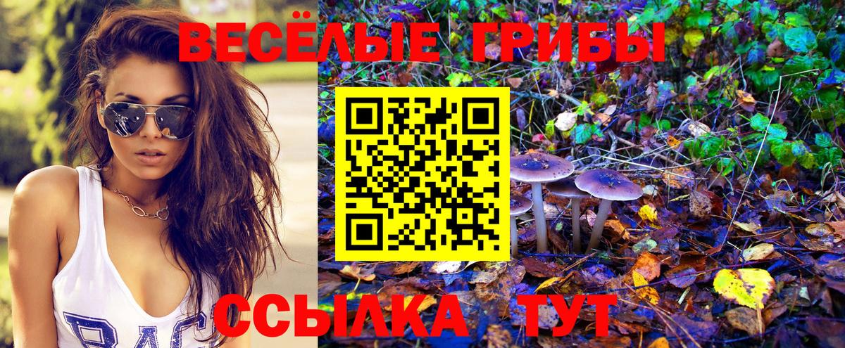 Галлюциногенные грибы Psilocybe Черкесск