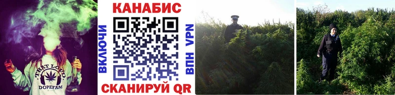 Конопля конопля Черкесск